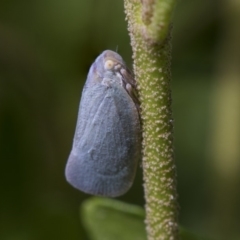 Anzora unicolor at Higgins, ACT - 4 Feb 2019 02:33 PM