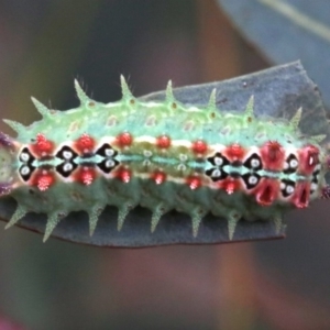 Doratifera quadriguttata and casta at Majura, ACT - 1 Feb 2019