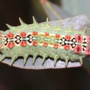 Doratifera quadriguttata and casta at Majura, ACT - 1 Feb 2019