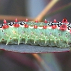 Doratifera quadriguttata and casta at Majura, ACT - 1 Feb 2019