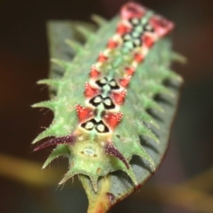 Doratifera quadriguttata and casta at Majura, ACT - 1 Feb 2019