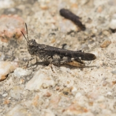 Pycnostictus sp. (genus) (A bandwing grasshopper) at Jerrabomberra Wetlands - 16 Dec 2018 by Alison Milton