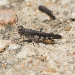 Pycnostictus sp. (genus) (A bandwing grasshopper) at Fyshwick, ACT - 16 Dec 2018 by Alison Milton