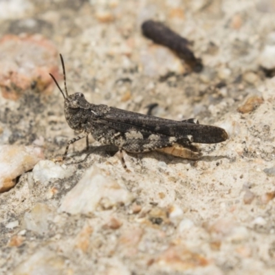Pycnostictus sp. (genus) (A bandwing grasshopper) at Fyshwick, ACT - 16 Dec 2018 by Alison Milton
