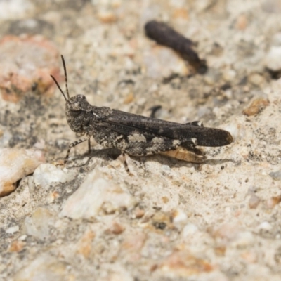 Pycnostictus sp. (genus) (A bandwing grasshopper) at Fyshwick, ACT - 16 Dec 2018 by AlisonMilton