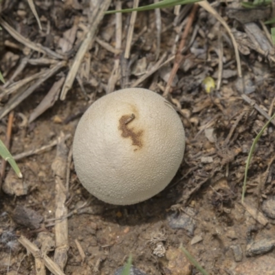 zz puffball at Fyshwick, ACT - 16 Dec 2018 by AlisonMilton