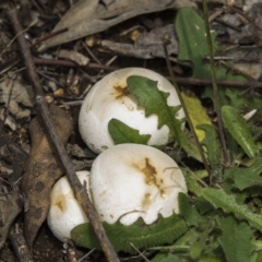 zz puffball at Fyshwick, ACT - 16 Dec 2018 by Alison Milton