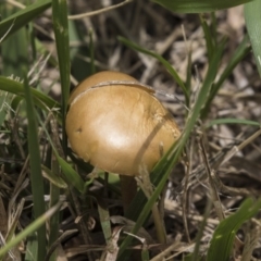 zz agaric (stem; gills white/cream) at Jerrabomberra Wetlands - 16 Dec 2018 by AlisonMilton