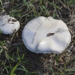 zz agaric (stem; gills not white/cream) at Higgins, ACT - 16 Dec 2018 by Alison Milton