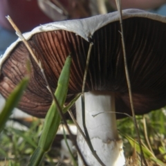 zz agaric (stem; gills not white/cream) at Higgins, ACT - 16 Dec 2018