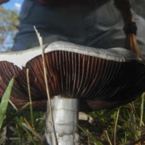 zz agaric (stem; gills not white/cream) at Higgins, ACT - 16 Dec 2018