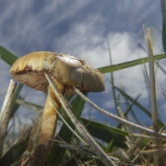 zz agaric (stem; gills white/cream) at Jerrabomberra Wetlands - 16 Dec 2018 by AlisonMilton