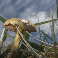 zz agaric (stem; gills white/cream) at Fyshwick, ACT - 16 Dec 2018 by Alison Milton