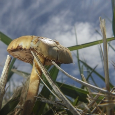 zz agaric (stem; gills white/cream) at Jerrabomberra Wetlands - 16 Dec 2018 by AlisonMilton