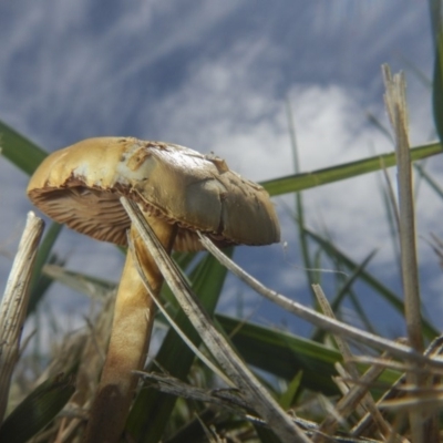 zz agaric (stem; gills white/cream) at Fyshwick, ACT - 16 Dec 2018 by Alison Milton