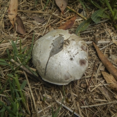 zz agaric (stem; gills white/cream) at Jerrabomberra Wetlands - 16 Dec 2018 by AlisonMilton