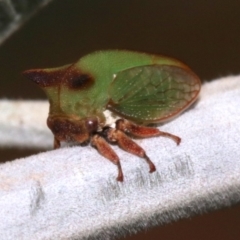 Sextius virescens (Acacia horned treehopper) at Majura, ACT - 1 Feb 2019 by jbromilow50