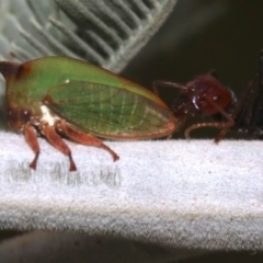 Sextius virescens at Majura, ACT - 1 Feb 2019