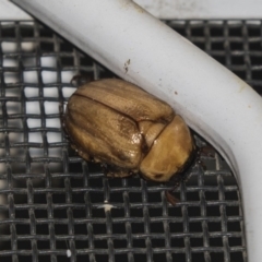Cyclocephala signaticollis (Argentinian scarab) at Higgins, ACT - 27 Dec 2018 by Alison Milton
