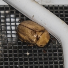 Cyclocephala signaticollis (Argentinian scarab) at Higgins, ACT - 27 Dec 2018 by AlisonMilton