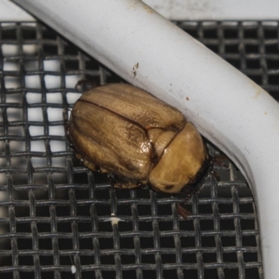 Cyclocephala signaticollis (Argentinian scarab) at Higgins, ACT - 27 Dec 2018 by Alison Milton