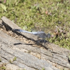 Orthetrum caledonicum (Blue Skimmer) at Amaroo, ACT - 27 Dec 2018 by AlisonMilton