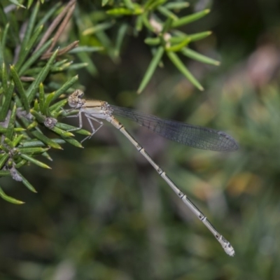 Pseudagrion aureofrons (Gold-fronted Riverdamsel) at Fyshwick, ACT - 16 Dec 2018 by AlisonMilton