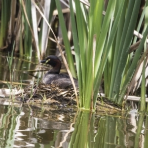 Tachybaptus novaehollandiae at Fyshwick, ACT - 16 Dec 2018