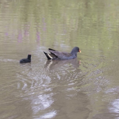 Gallinula tenebrosa (Dusky Moorhen) at Belconnen, ACT - 16 Dec 2018 by AlisonMilton