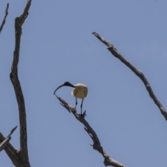 Threskiornis molucca (Australian White Ibis) at Amaroo, ACT - 28 Dec 2018 by AlisonMilton