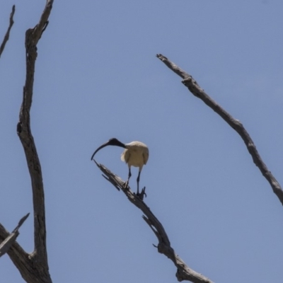 Threskiornis molucca (Australian White Ibis) at Amaroo, ACT - 28 Dec 2018 by AlisonMilton
