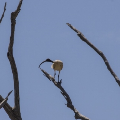 Threskiornis molucca (Australian White Ibis) at Amaroo, ACT - 27 Dec 2018 by Alison Milton