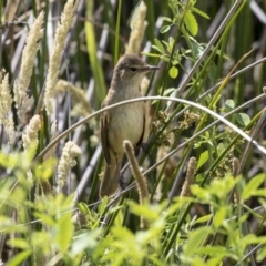 Acrocephalus australis (Australian Reed-Warbler) at Belconnen, ACT - 17 Nov 2018 by AlisonMilton