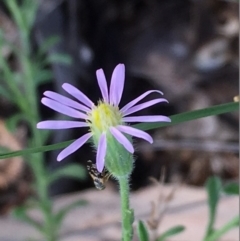 Vittadinia cuneata var. cuneata (Fuzzy New Holland Daisy) at Griffith, ACT - 3 Feb 2019 by AlexKirk