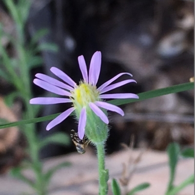 Vittadinia cuneata var. cuneata (Fuzzy New Holland Daisy) at Griffith, ACT - 3 Feb 2019 by AlexKirk