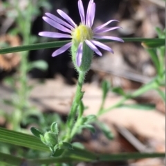 Vittadinia cuneata var. cuneata at Griffith, ACT - 4 Feb 2019 09:03 AM