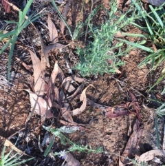 Vittadinia cuneata var. cuneata at Griffith, ACT - 4 Feb 2019 09:03 AM