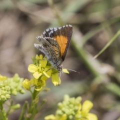 Lucia limbaria (Chequered Copper) at Fyshwick, ACT - 16 Dec 2018 by Alison Milton