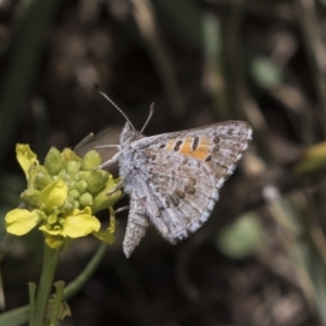 Lucia limbaria at Fyshwick, ACT - 16 Dec 2018