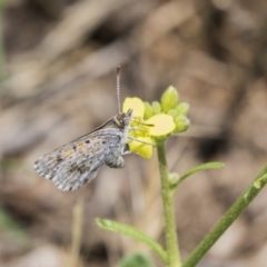 Lucia limbaria at Fyshwick, ACT - 16 Dec 2018