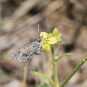 Lucia limbaria at Fyshwick, ACT - 16 Dec 2018