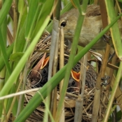 Acrocephalus australis (Australian Reed-Warbler) at Paddys River, ACT - 2 Feb 2019 by JohnBundock