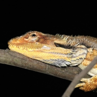 Pogona barbata (Eastern Bearded Dragon) at Ainslie, ACT - 2 Feb 2019 by jbromilow50