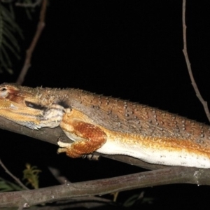 Pogona barbata at Ainslie, ACT - 2 Feb 2019