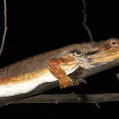 Pogona barbata at Ainslie, ACT - 2 Feb 2019