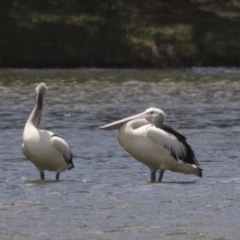 Pelecanus conspicillatus (Australian Pelican) at Gungahlin Pond - 28 Dec 2018 by Alison Milton