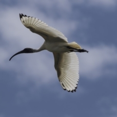 Threskiornis molucca (Australian White Ibis) at Gungahlin Pond - 28 Dec 2018 by Alison Milton