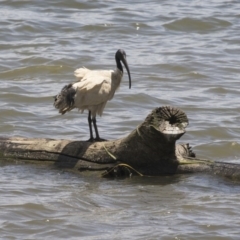 Threskiornis molucca at Nicholls, ACT - 28 Dec 2018