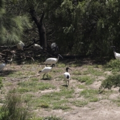 Threskiornis molucca at Nicholls, ACT - 28 Dec 2018