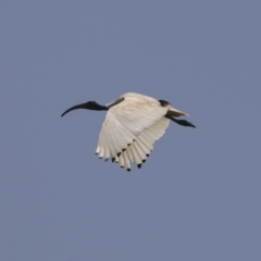 Threskiornis molucca at Nicholls, ACT - 28 Dec 2018